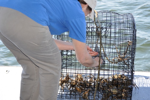 Baiting the Spider Crab Trap, Flanders Bay